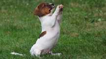 Piesek BAZYL Jack Russell Terrier ZKwP FCI- /badania genetyczne