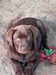 Labrador Retriever kolor czekoladowy