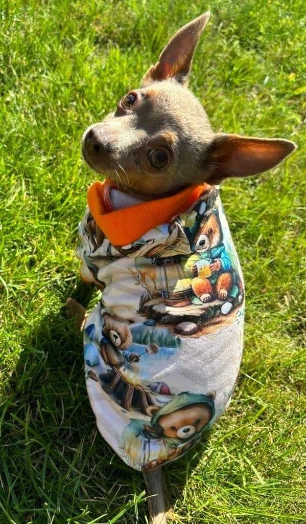 Bluza dresowa  ubranko dla psa mops grzywacz york na miare