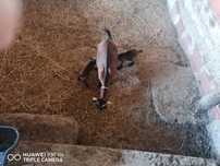 Cabrito e Cabrita anã bebes