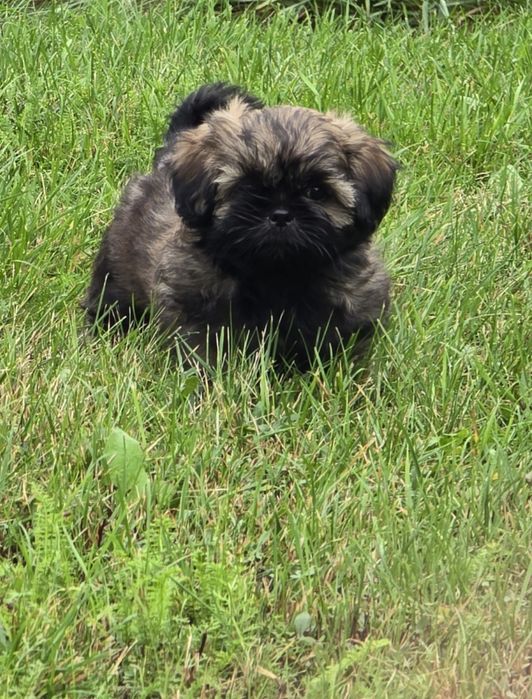 Shih tzu szczeniaczek