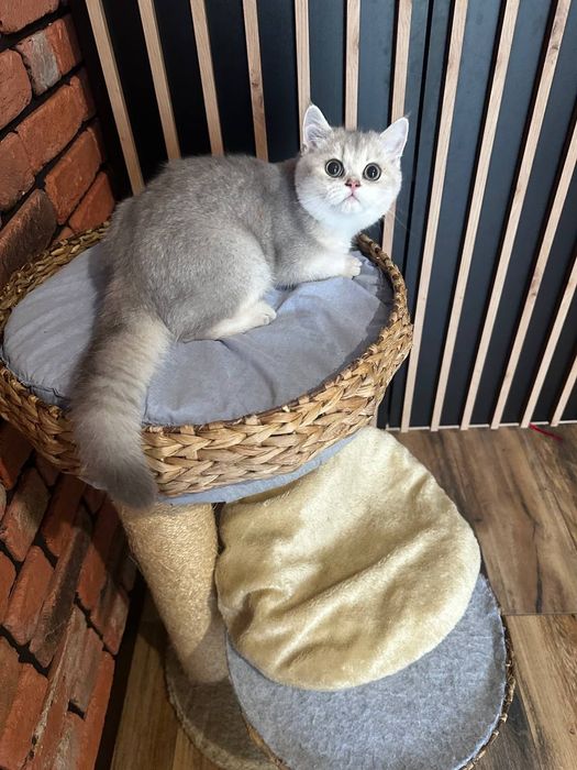 Kot. Brytyjska złota szynszyla w kolorze ay 11