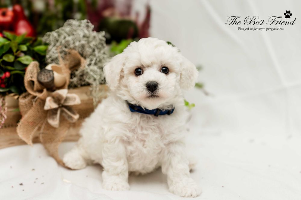 Piesek The Best Friend–Bichon Frise ZKWP nie Maltańczyk