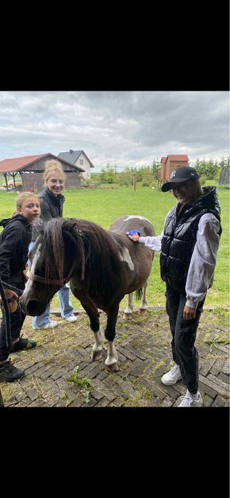 Kucyk Wiking Wałach