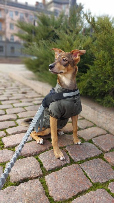 Отдам молодую собаку девочку в хорошие руки есть прививки Дарю собаку