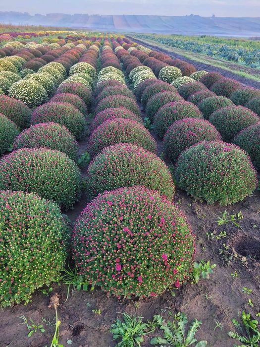 Chryzantemy Drobnokwiatowe Hurt