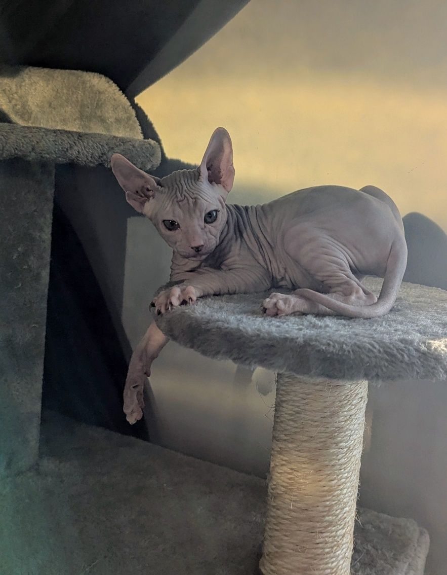 Sfinks Doński,  Don Sphynx