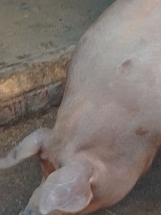 Продам свиней живою вагою