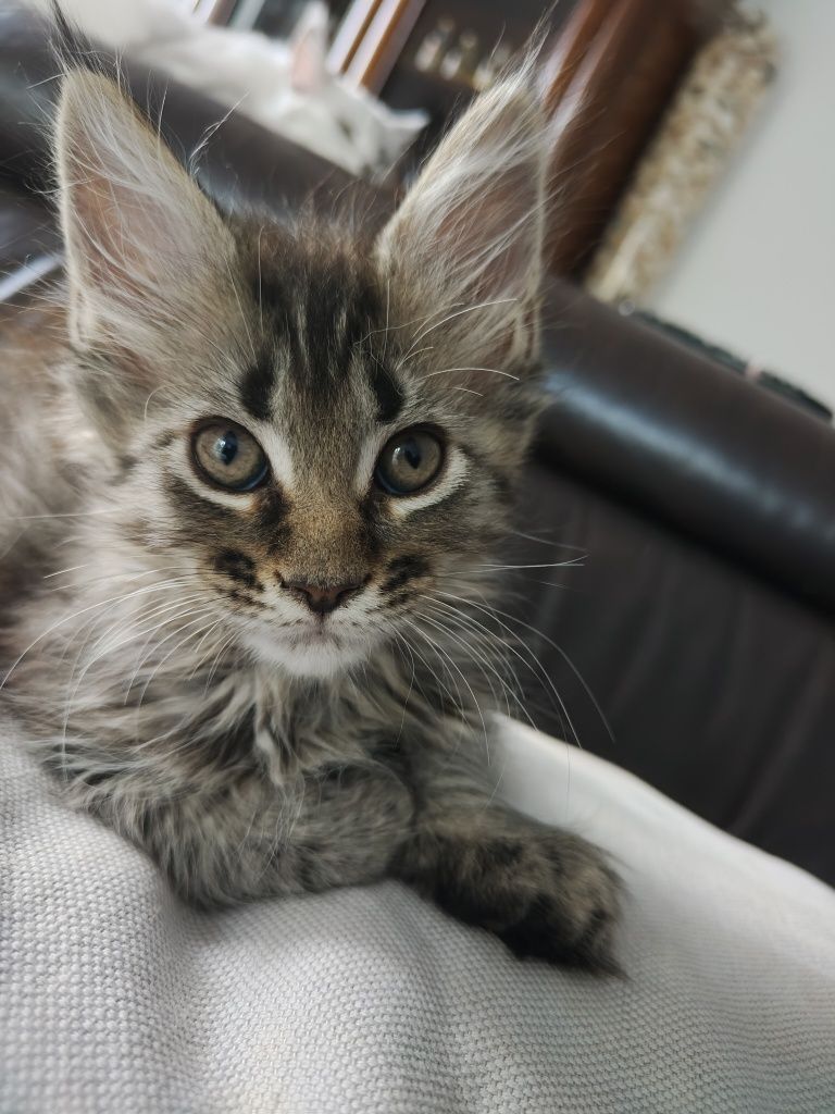 Maine coon kotka z rodowodem FPL