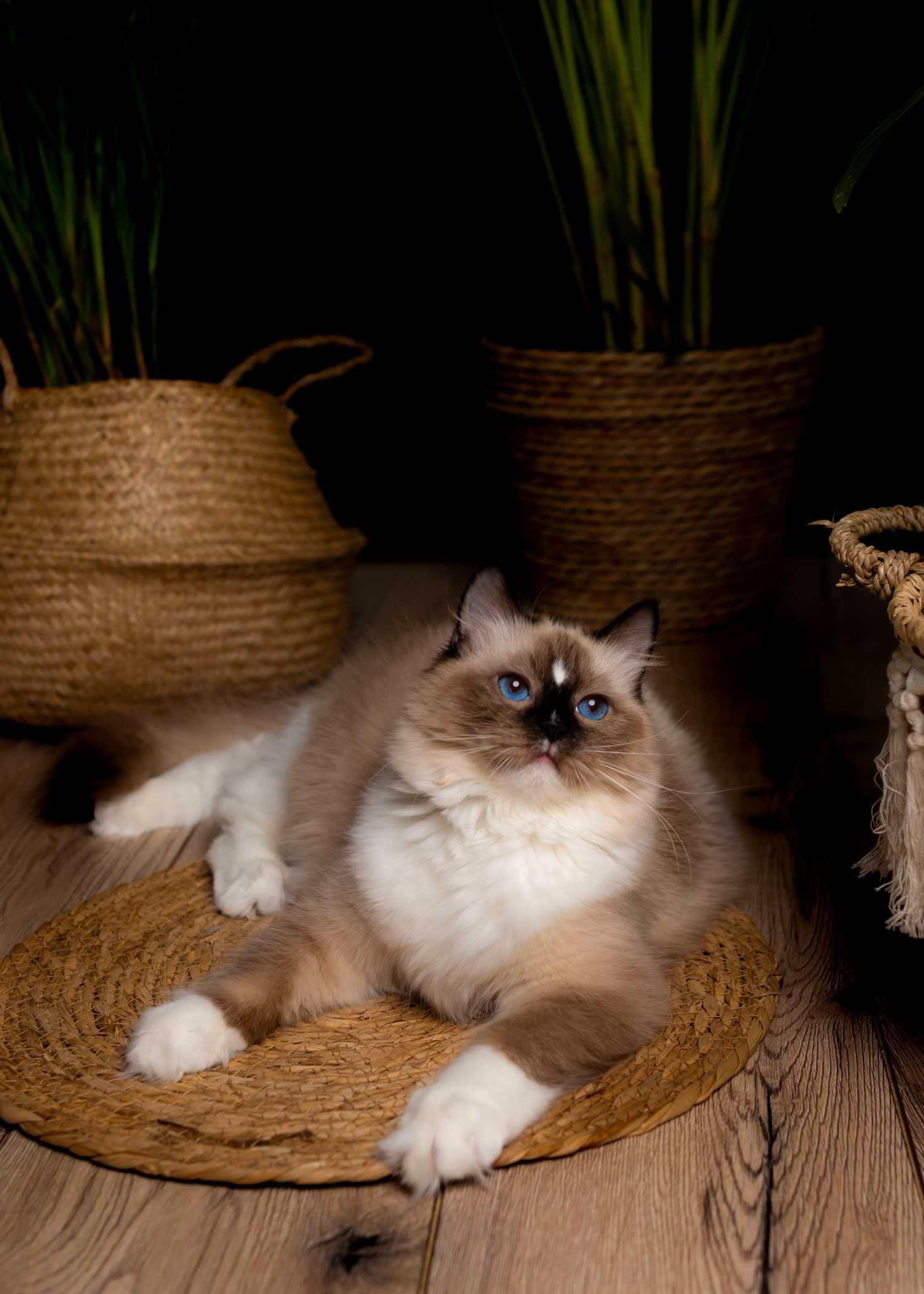 Ragdoll po Championach Rodowód WCF Lew w salonie*PL