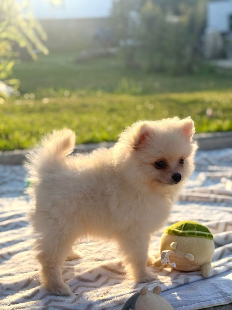 Lulu da Pomerânia menina Miniatura