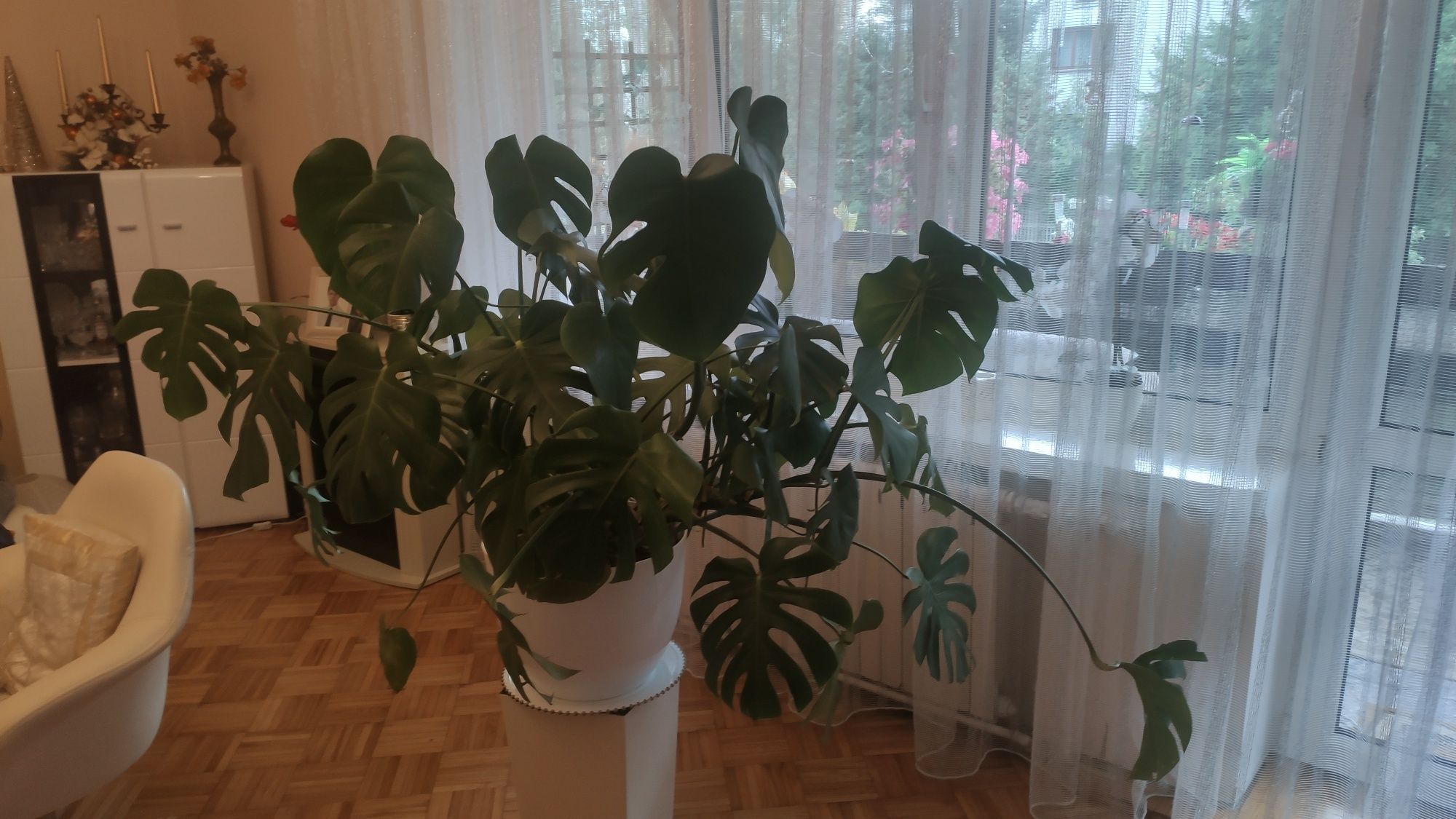 Duży Kwiat Monstera