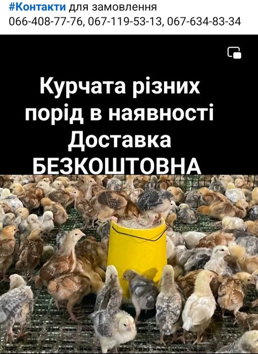 Курчата різних порід Доставка БЕЗКОШТОВНА Волинська область