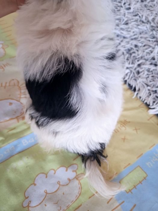 Mini york biewer Alinka- mama waga 2.40kg , tata 1.90kg