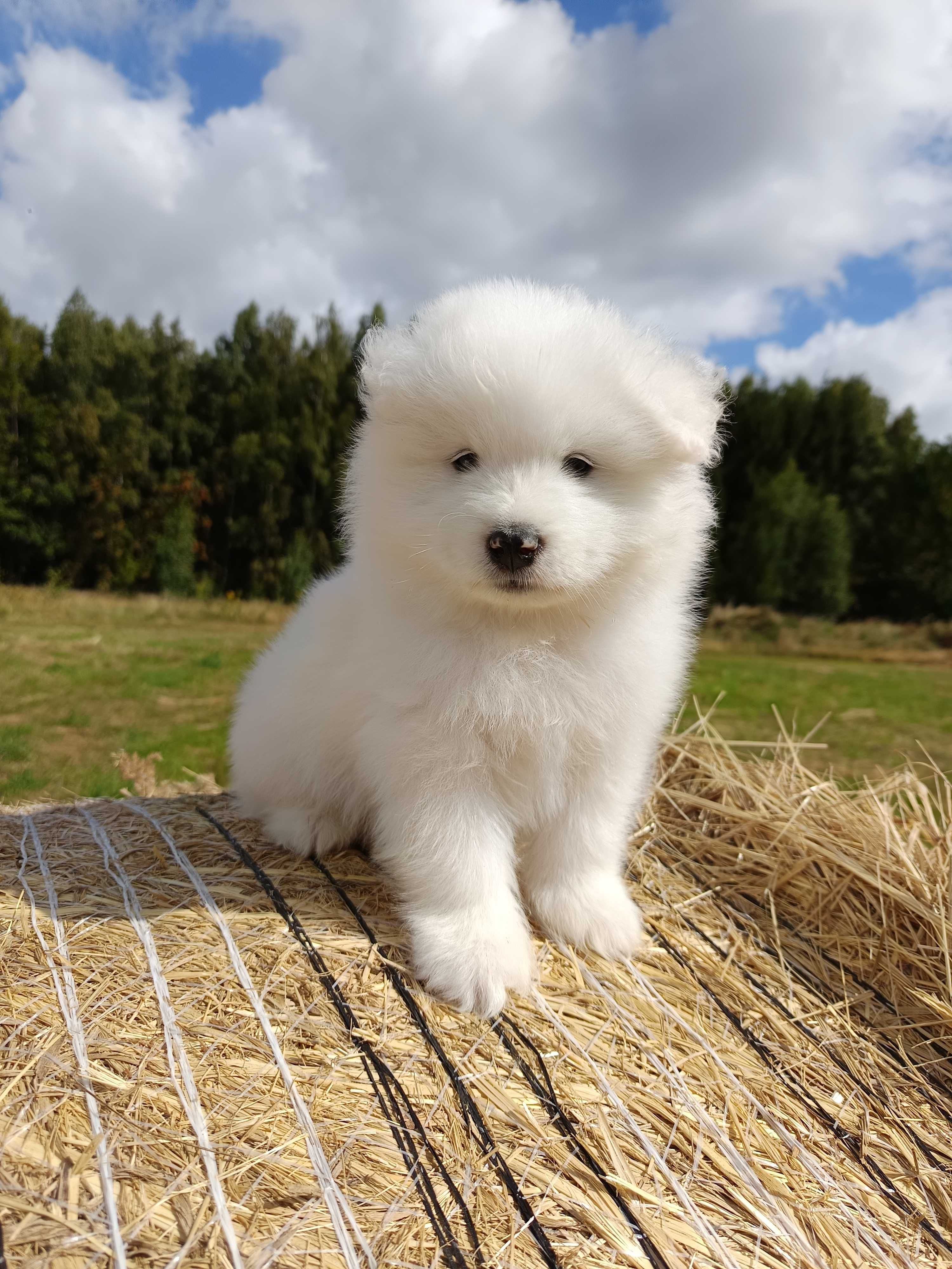 Samoyed szczenię Już do odbioru ZKwP FCI
