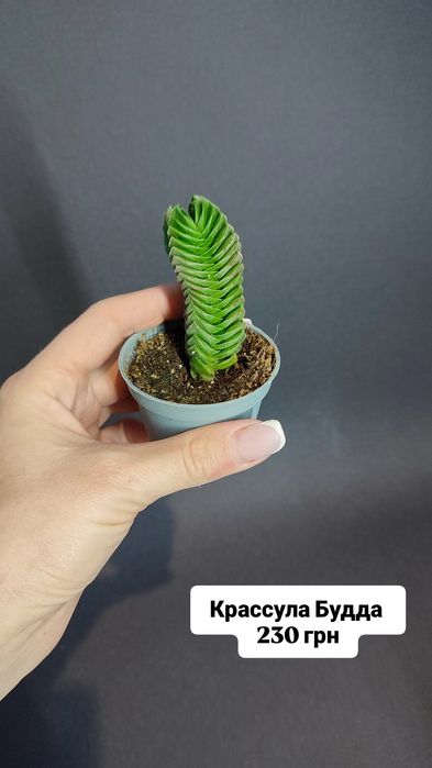 Аспленіум Сансевієрія Сингоніум Красула Будда Шефлера Сциндапсус