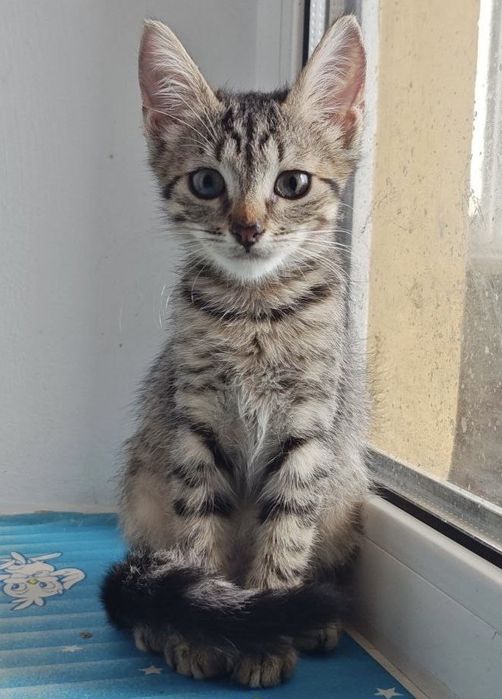 Кошенята 2,5 місяці шукають дім