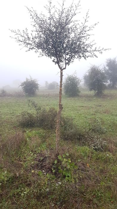 Poda de arvores variadas