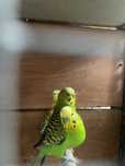 Aves para cedencia ou troca