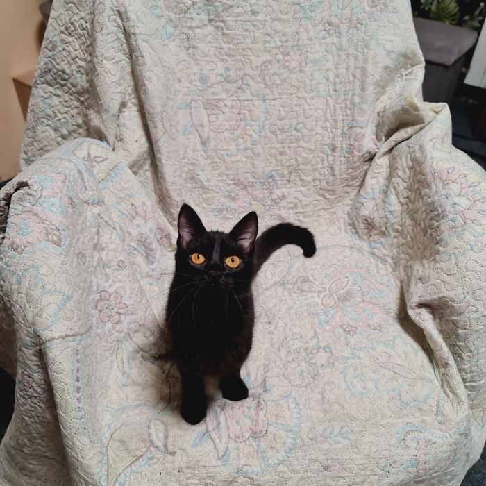 Кошеня чорна дівчинка чёрный котенок