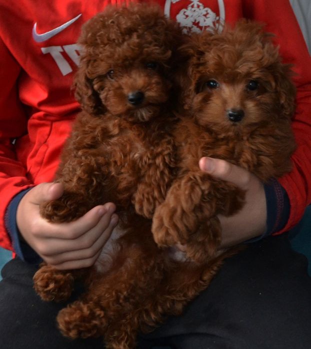 Красоткі Ред Браун той пудель.