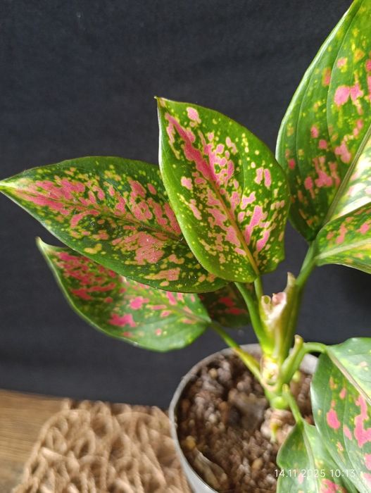 Аглаонема «Strawberry Baby» (Стравберрі Бебі)