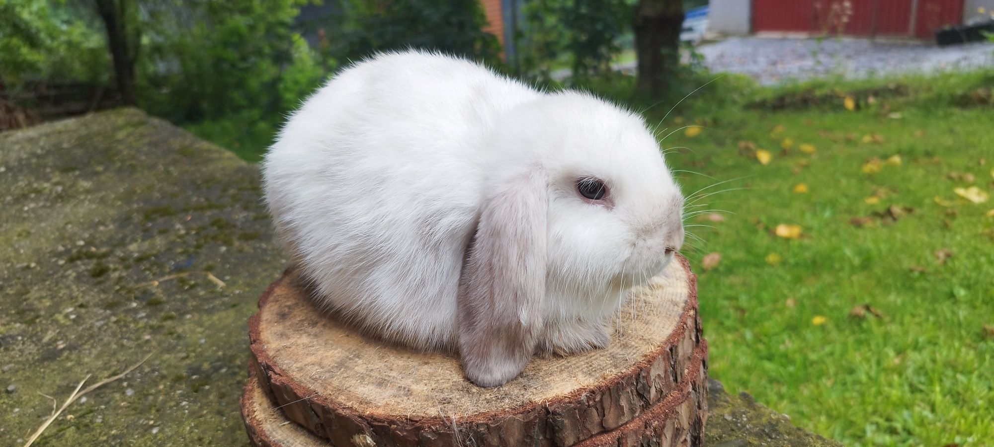 Królik miniaturka baranek mini lop karzełek Teddy