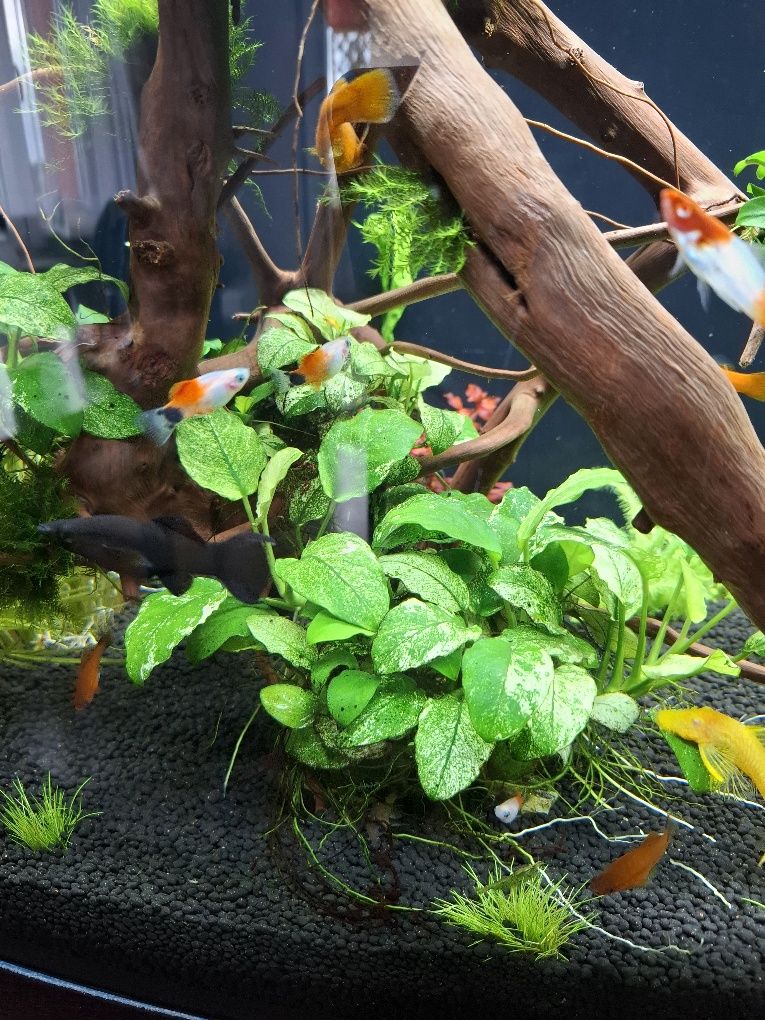 Lobelia cardinalis
