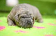 Cane corso ZKwP FCI - pies Dante