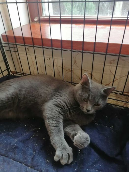 Чарівні кошенята подарують вам любов!