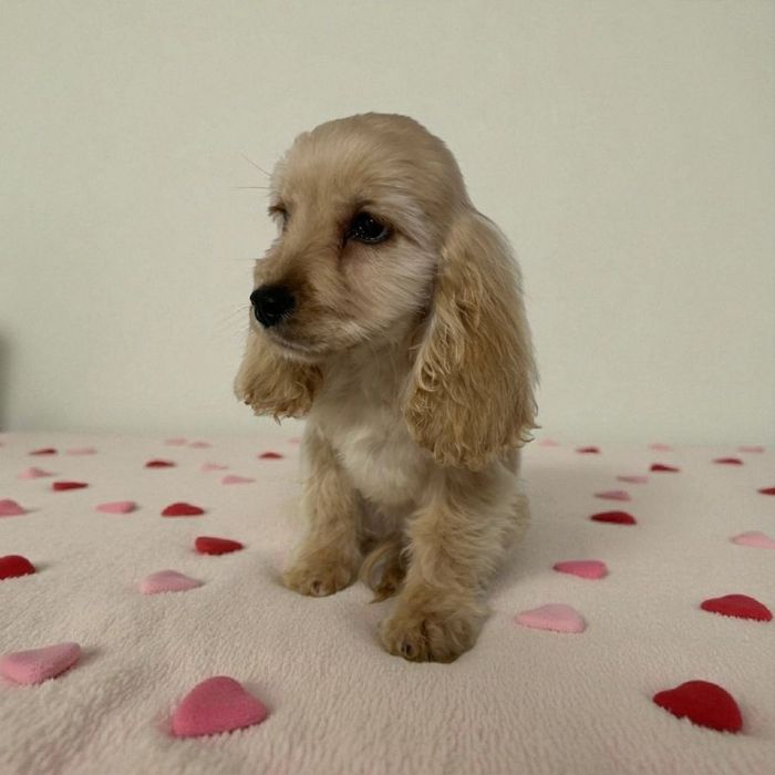 Щеня англійського кокер-спаніеля — хлопчик, 2.5 міс., розумний та ніжн