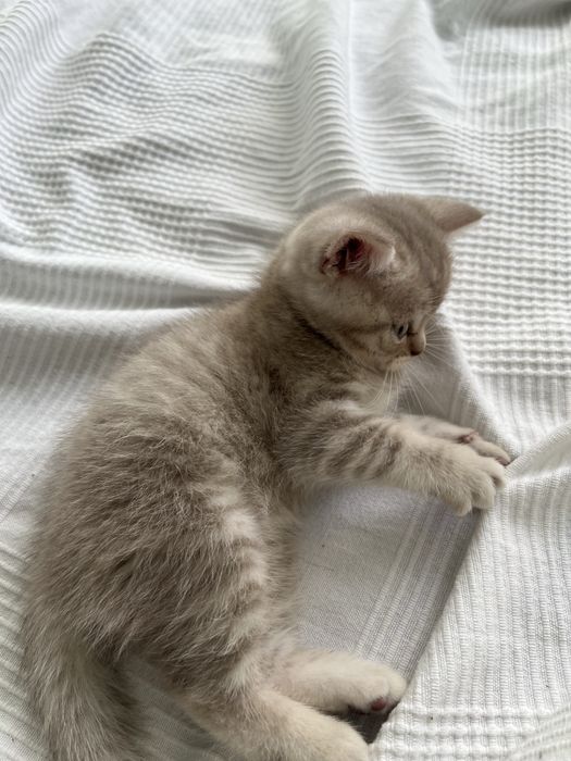 Хлопчик Шотландське прямовухе кошеня