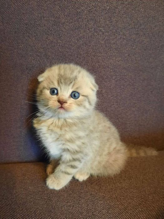 Продам котика шотладский вислохуий