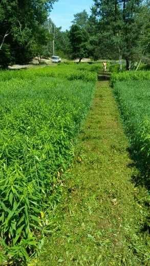 Czyszczenie działek,  mulczowanie-koszenie, karczowanie, wycinka drzew