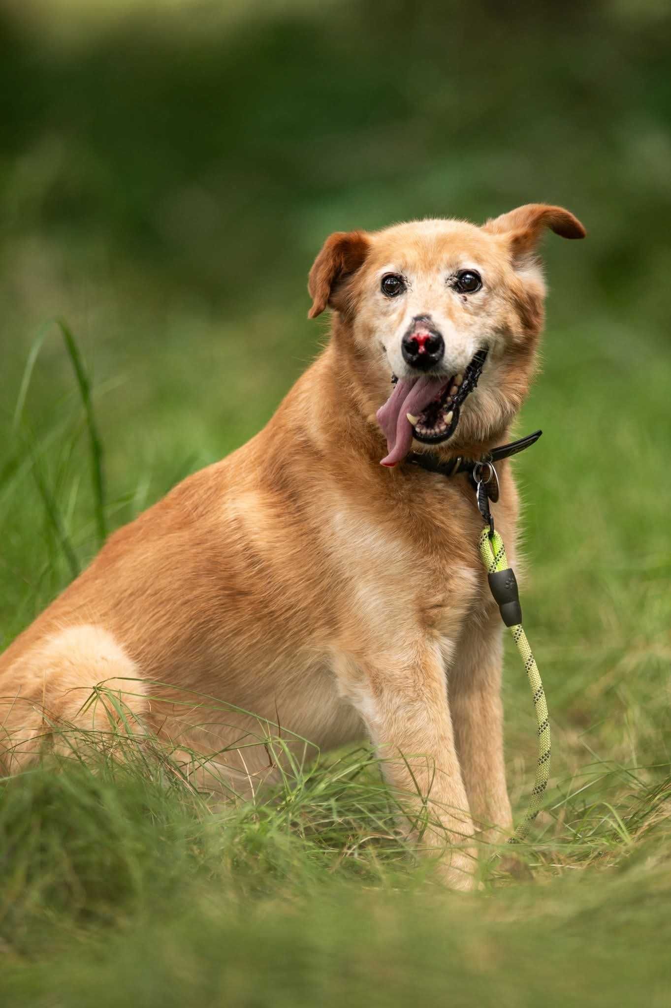 Nosek - rudy slodziak szuka domu ADOPCJA