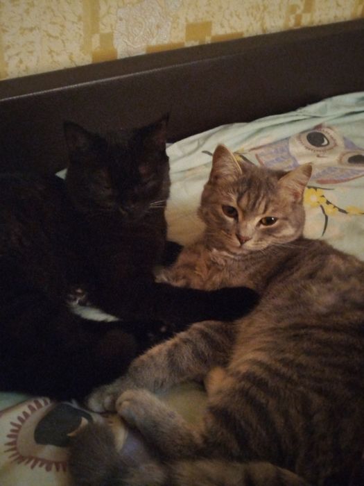 ВОЗНАГРАЖДЕНИЕ 100$ ГАРАНТИРУЮ Пропал кот!!!Не проходи мимо пожалуйста