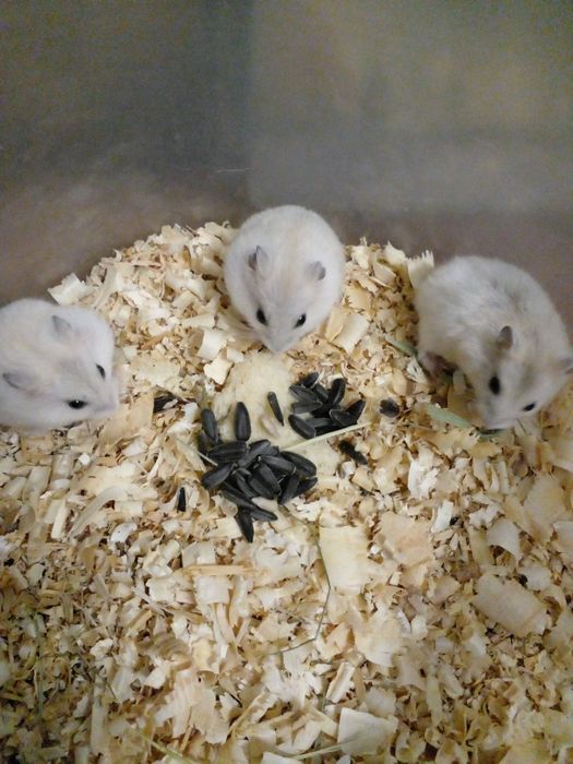 Мандариновые малыши джунгарики!