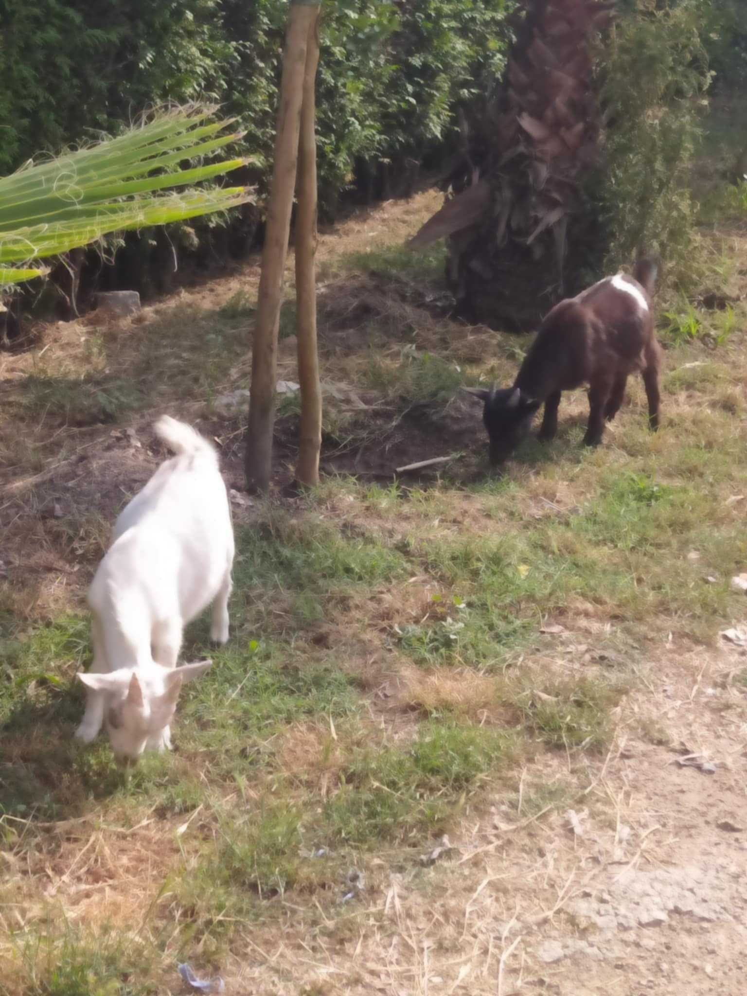 cabrito micro anao 4 meses branquinho