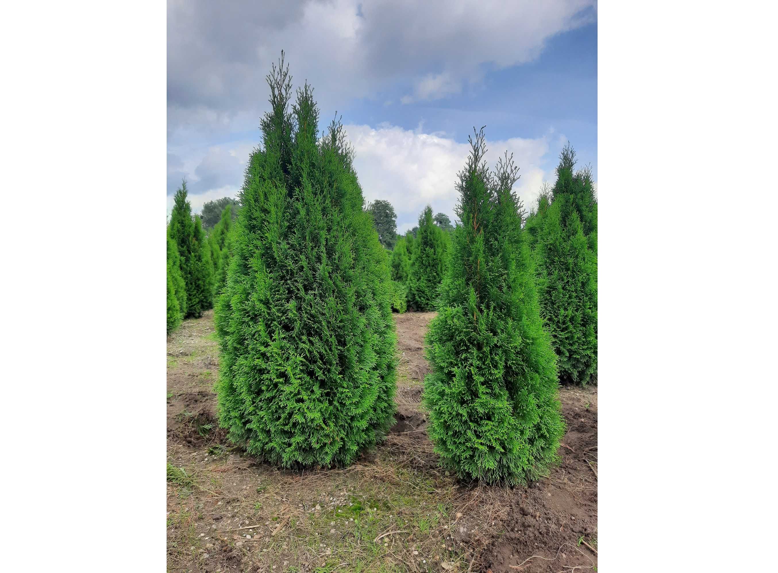 Thuja Smaragd 160,180,200,220 cm! Sadzenie! Tuja Szmaragd!Dowóz! Tuje!