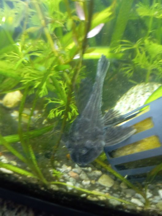 Peixe limpa fundo