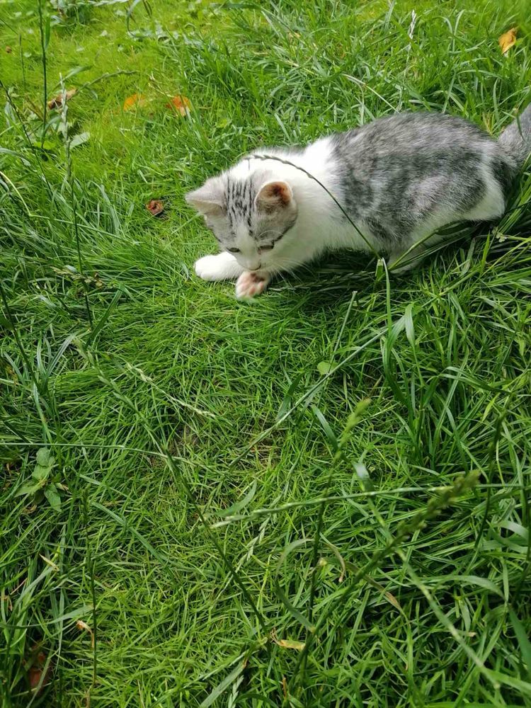 Милі   кошенята