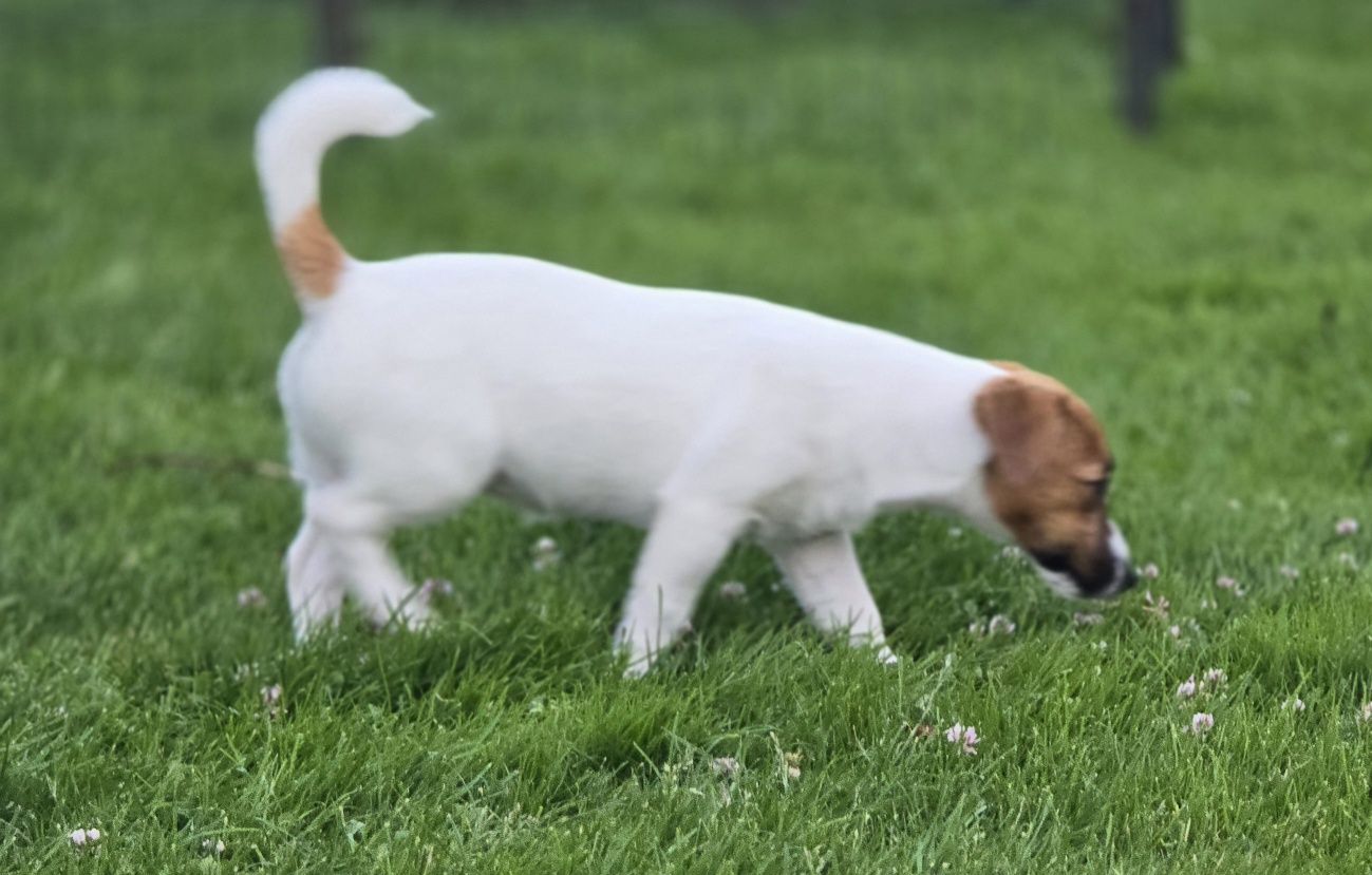 Jack Russell Terierr sunia