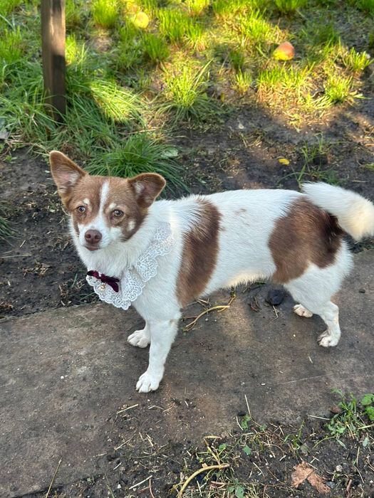 Отдам даром в добрые руки собачку метис маленькой породы