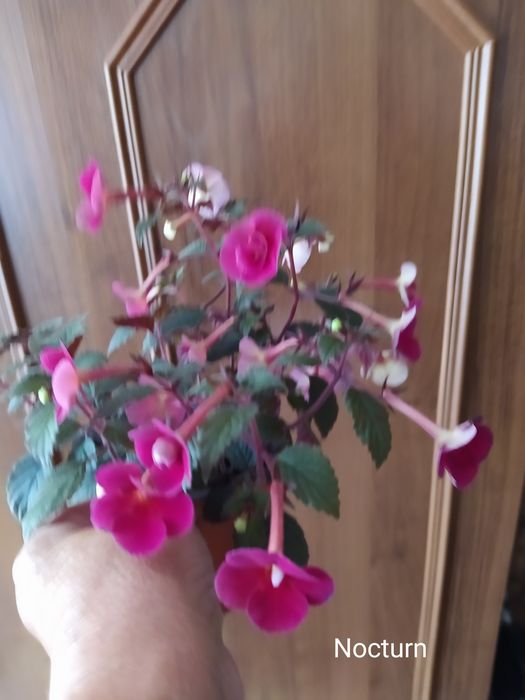 Ахіменеси - дешево. Розпродаж .