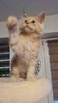 Maine coon  kocur