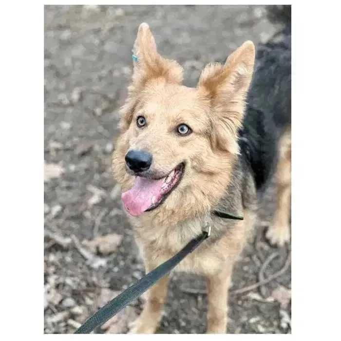 Красивая молодая собака Ириска