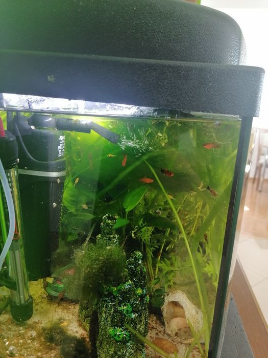 Akwarium z roślinami