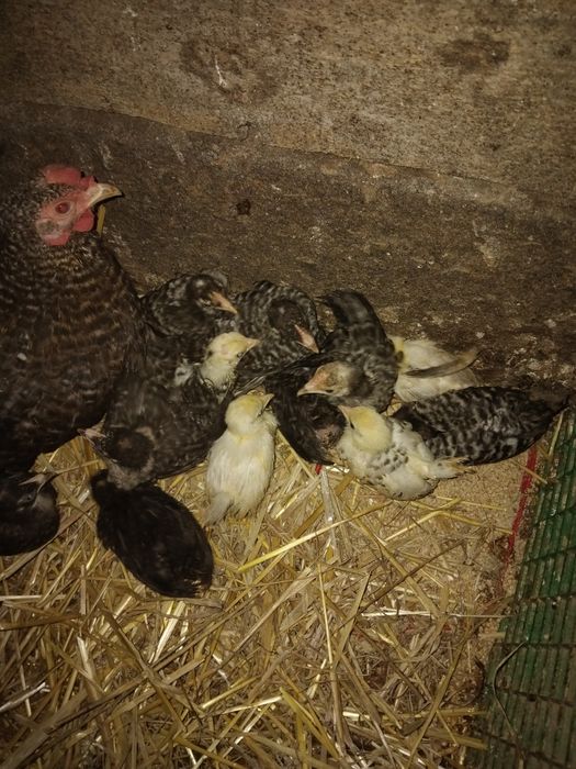 Pisklęta  chabo małe 5 tygodni cena 16 zł za sztukę