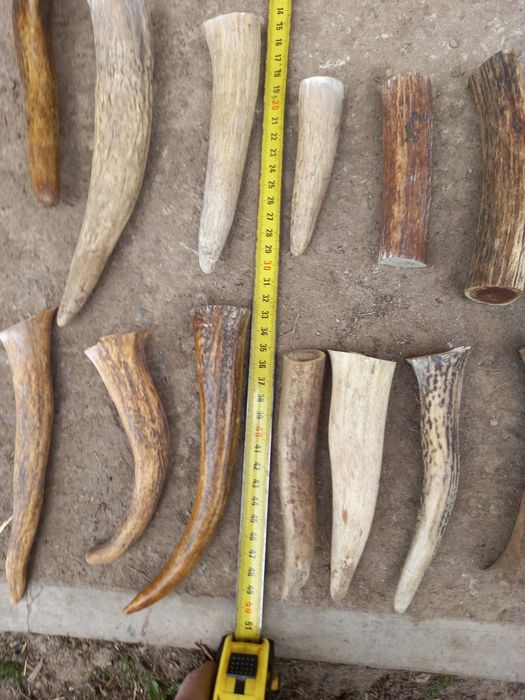 Рога для поделок