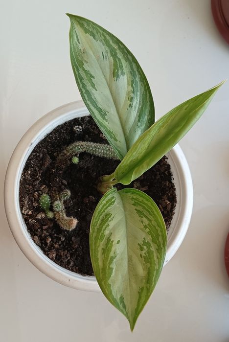 ,шлюмбергер, різдвяник,Аглаонема,,грошове дерево , спатифілум